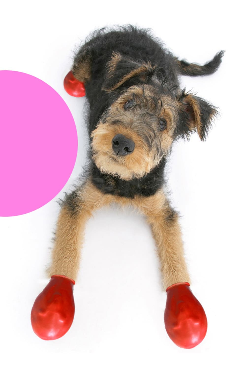 Alphadog Design-Walkies Red Kauçuk Pet Ayakkabısı-Köpek-2-fleurdirect.live
