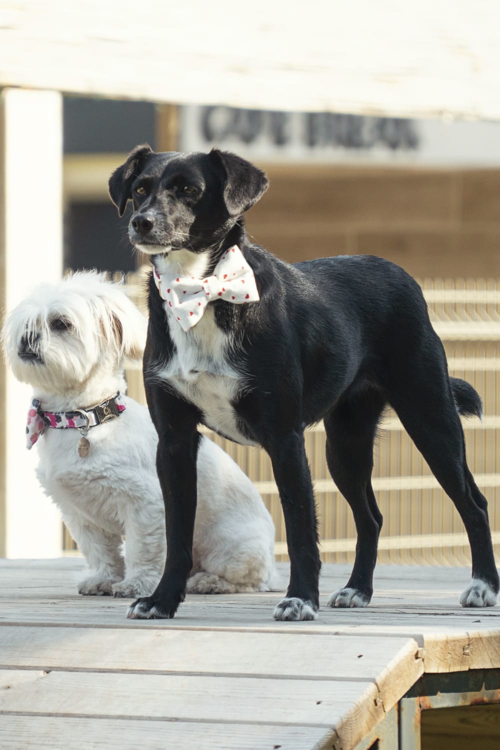 Gliparis-Elche Köpek Boyun Tasması-Köpek-6-fleurdirect.live