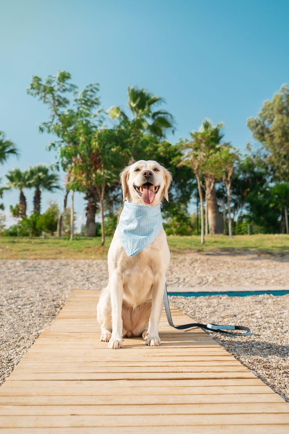 Gliparis-Malaga Köpek Boyun Tasması-Köpek-2-fleurdirect.live
