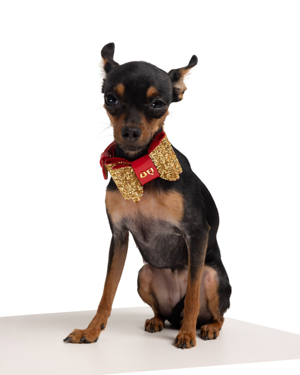 Glam Dog Collar