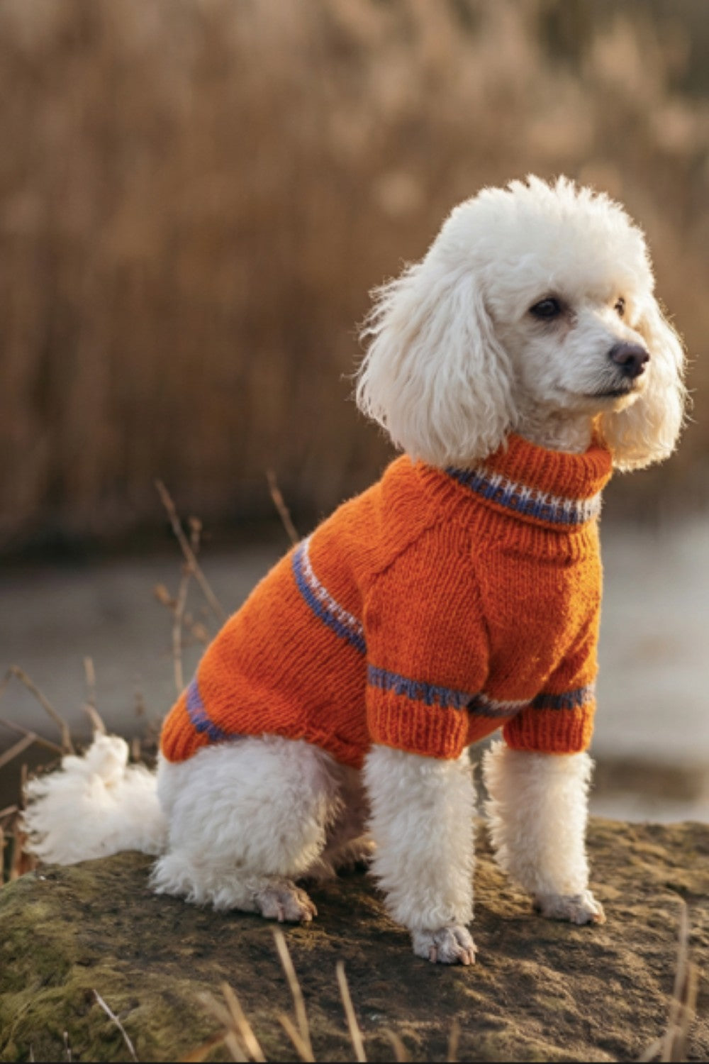 Premium Turuncu Örgü Köpek Kazağı - 2