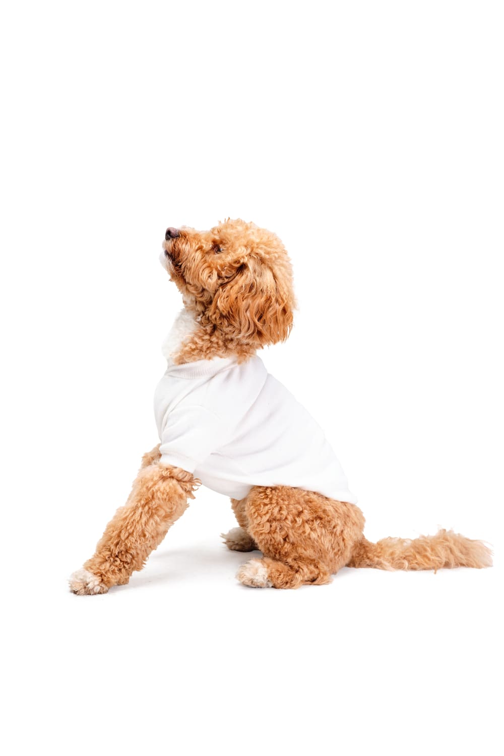 Siena Couture-Bianco | T-shirt-Köpek-1-fleurdirect.live
