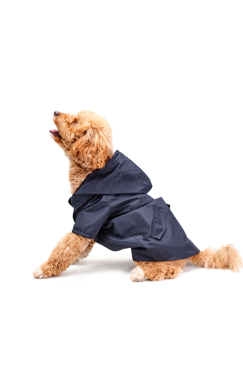 Siena Couture-Fontebranda Blue | Yağmurluk-Köpek-2-fleurdirect.live
