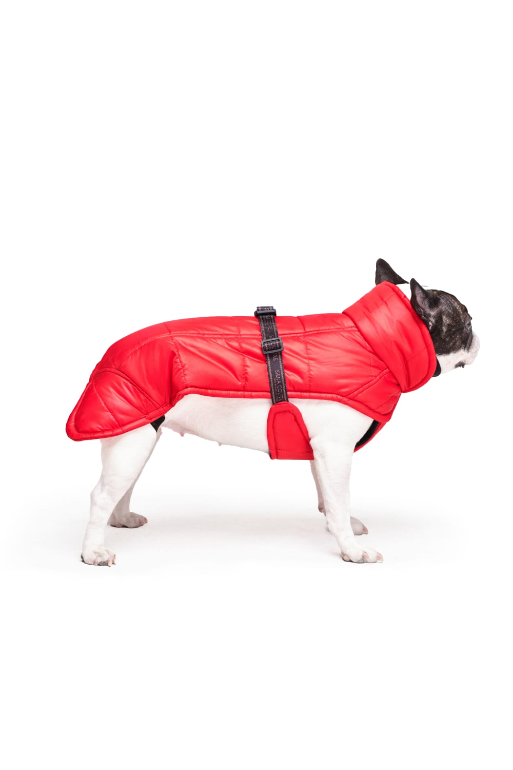 Siena Couture-Isonzo | Koşu Takımı-Köpek-1-fleurdirect.live