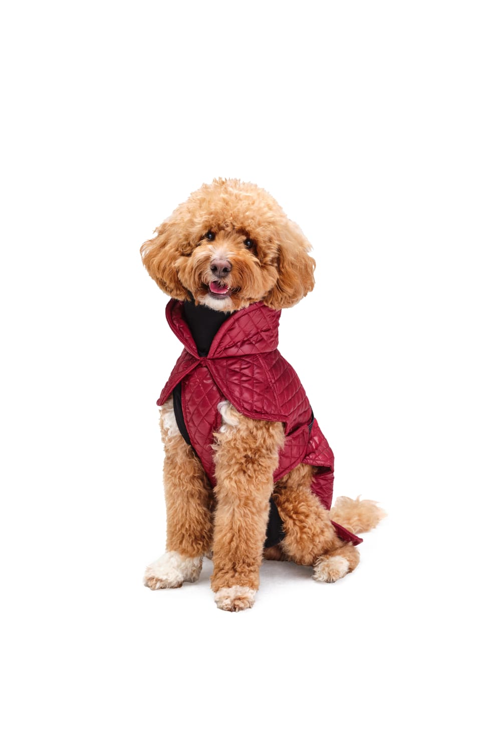Siena Couture-Mazzini | Koşu Takımı-Köpek-1-fleurdirect.live