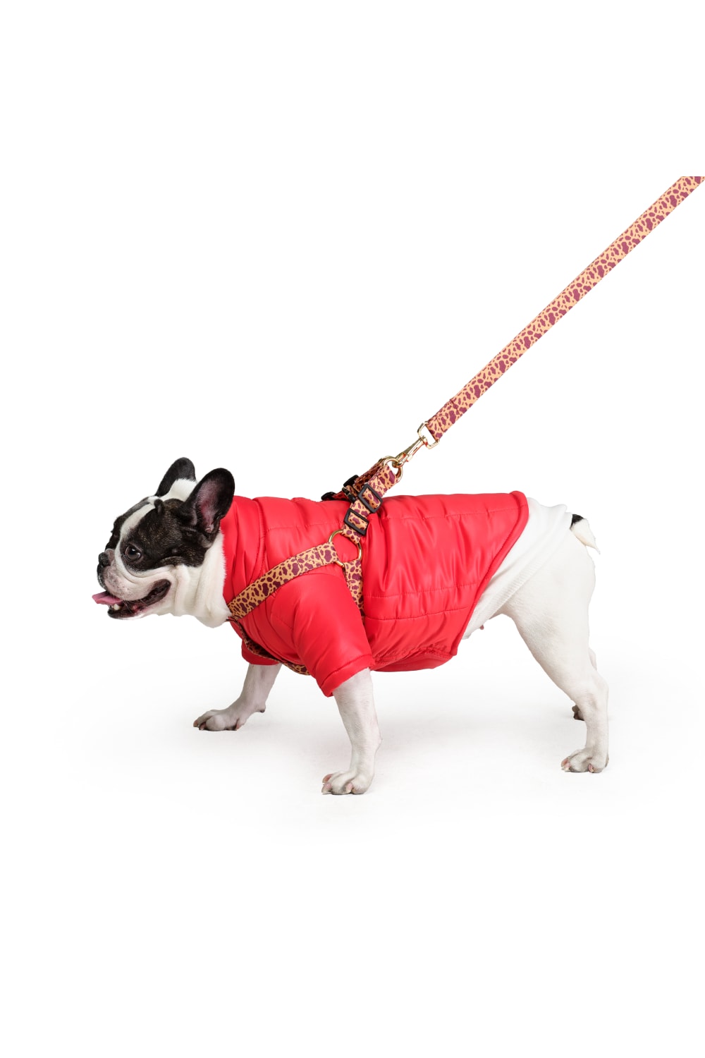 Siena Couture-Milanesi | Mont-Köpek-6-fleurdirect.live