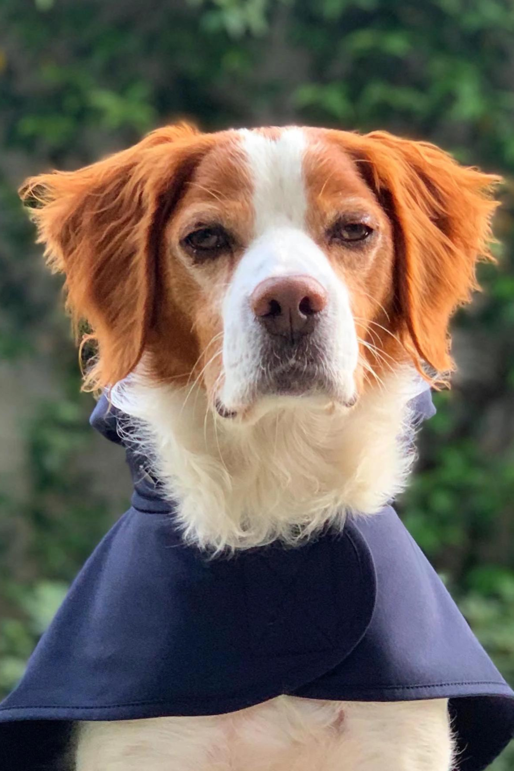 St. Pia-Pluvio Köpek Yağmurluğu-Köpek-4-fleurdirect.live