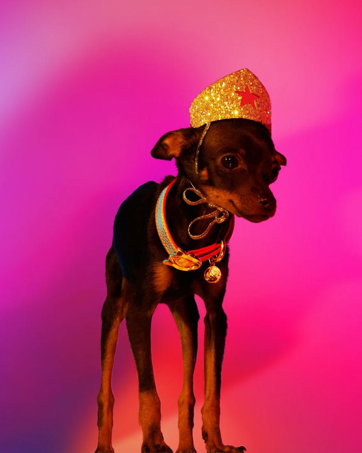 Golden Star Tiara For Canines