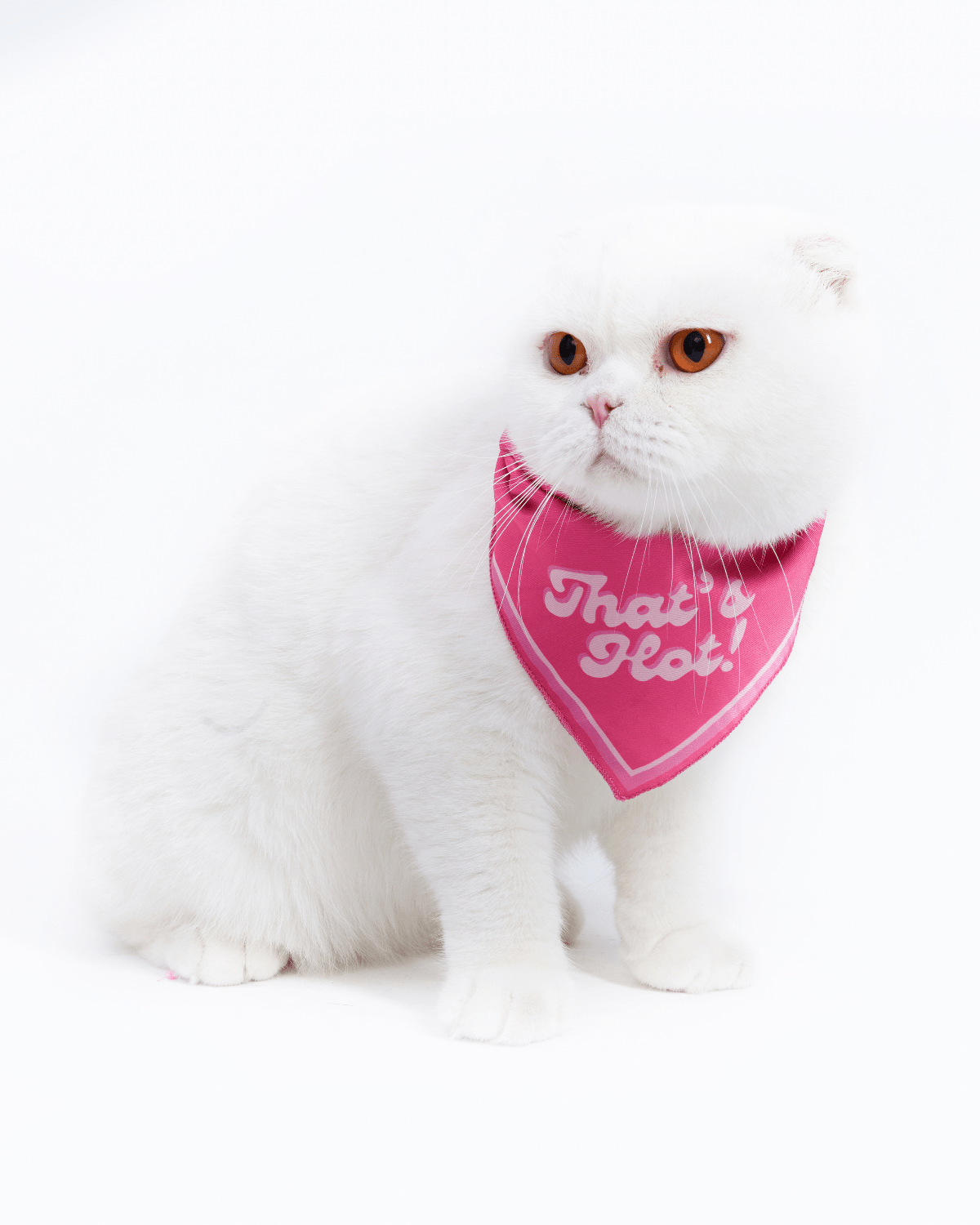 That'S Hot! Cat Bandana