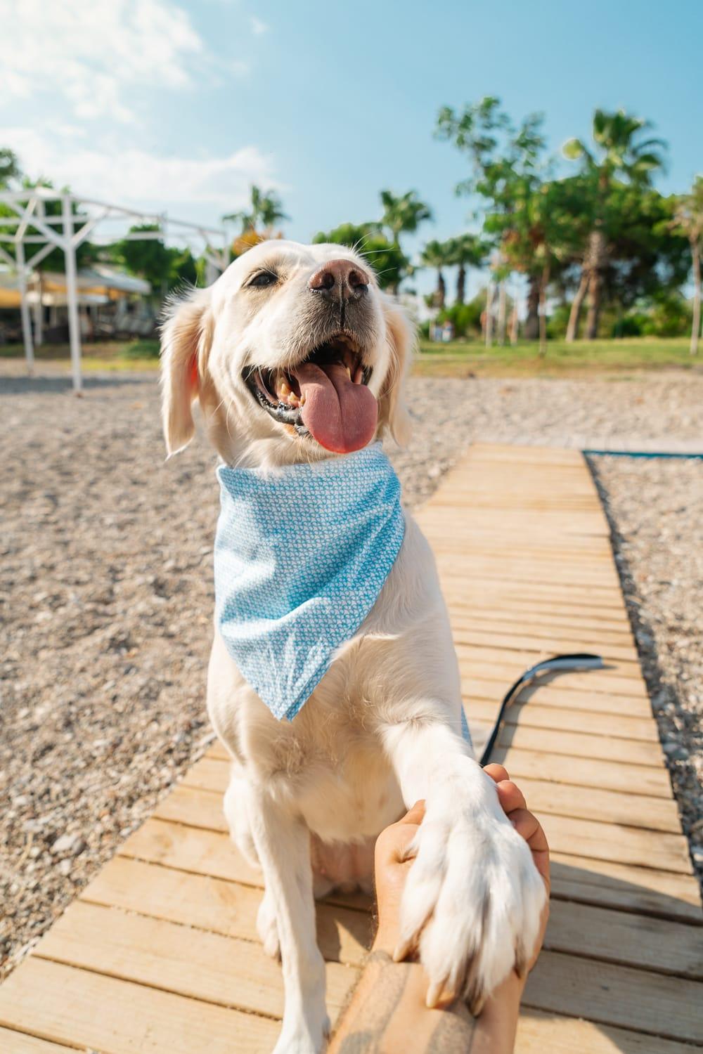 Gliparis-Malaga Gezdirme Tasması-Köpek-6-fleurdirect.live