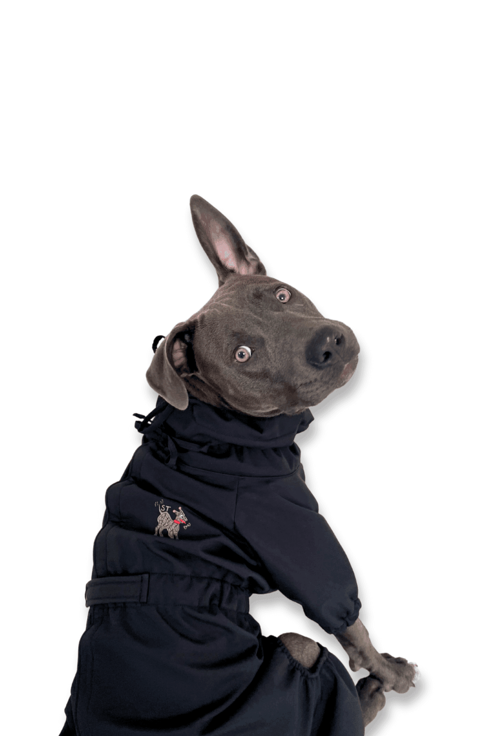St. Pia-Astro Köpek Tulum Mont - Siyah-Köpek-3-fleurdirect.live