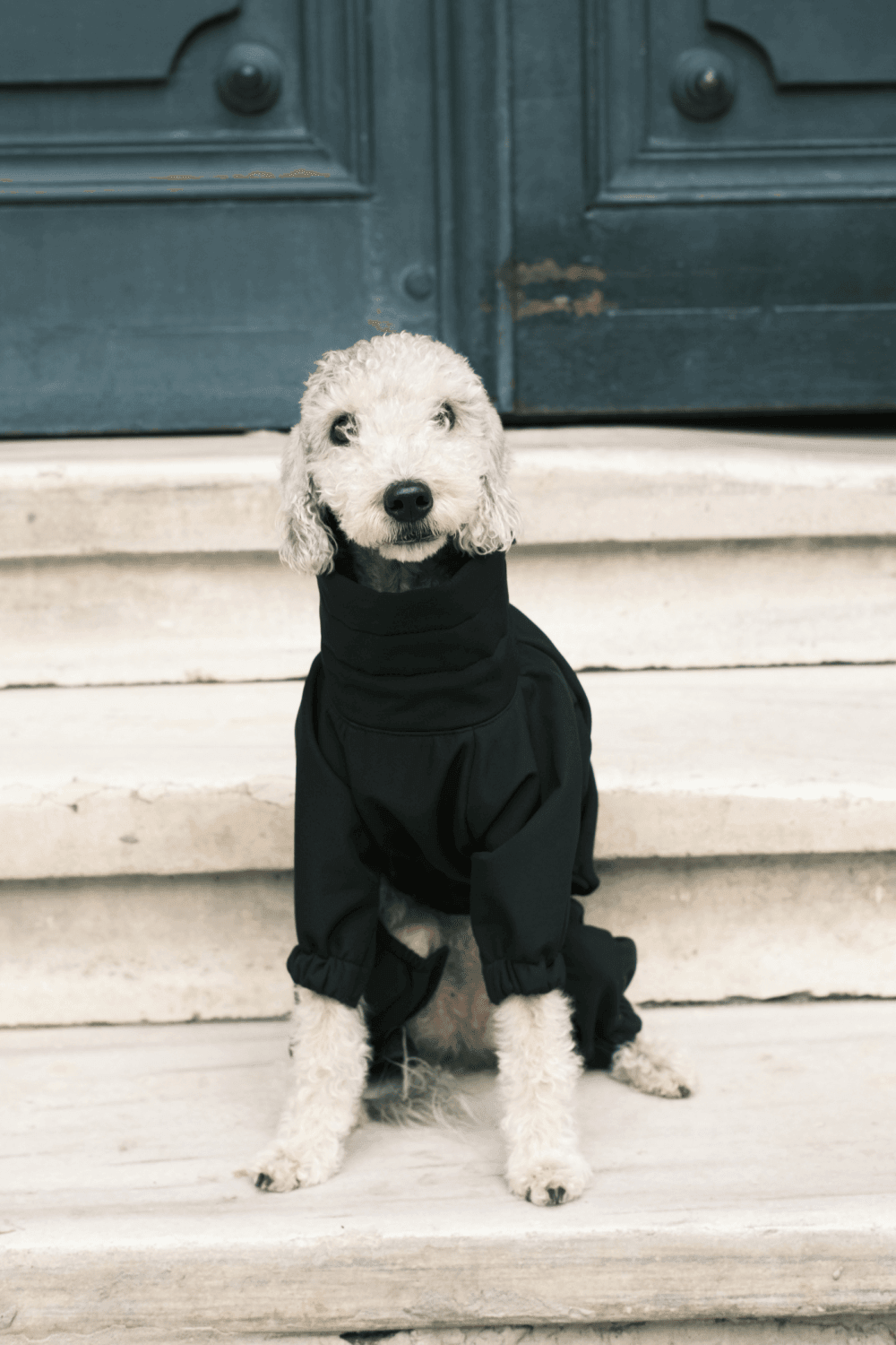 St. Pia-Astro Köpek Tulum Mont - Siyah-Köpek-6-fleurdirect.live