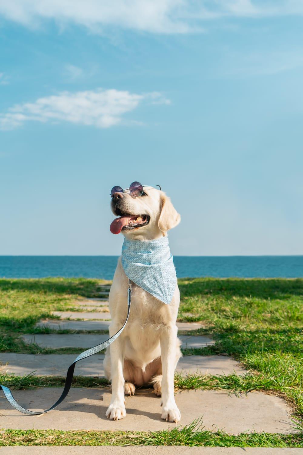 Gliparis-Malaga Köpek Boyun Tasması-Köpek-3-fleurdirect.live