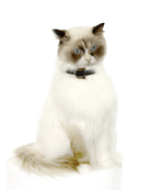 Lilo Cat Collar