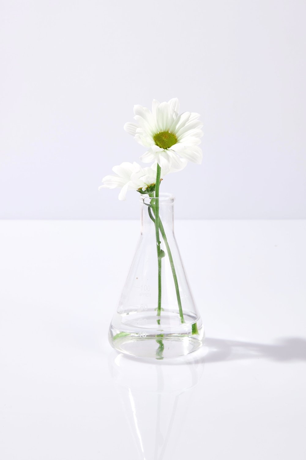 Pelcare-Daisy Floral Mist Lavender + Chamomile Hydrosol - Saf Bi̇tki̇ Suyu Yatiştirici-Cilt Serumu-3-fleurdirect.live