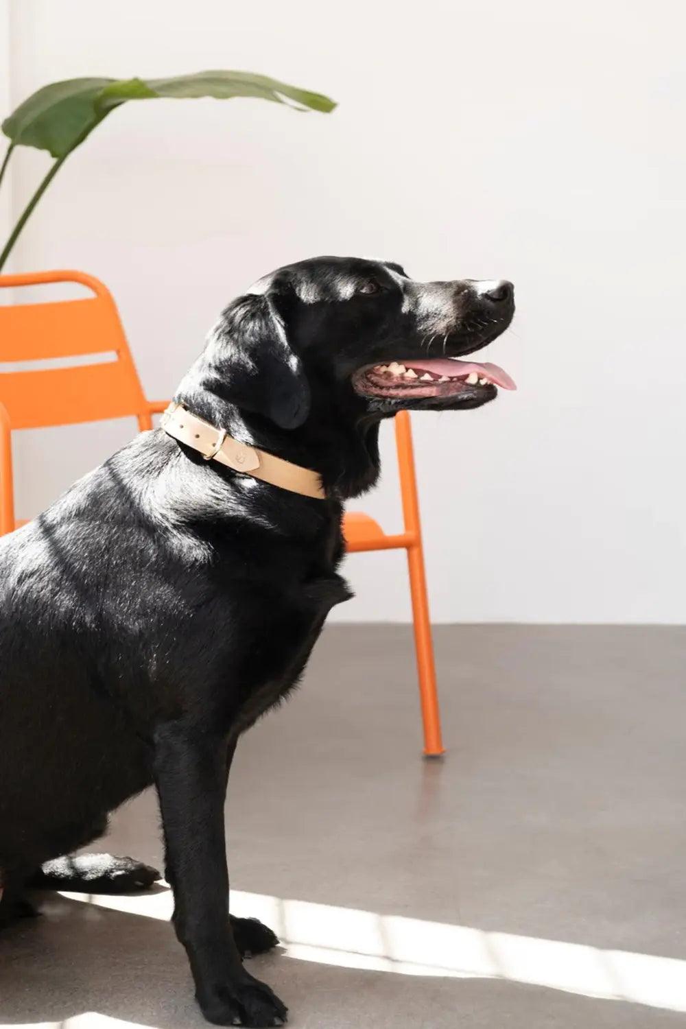 Pups & Itchy-Deri Köpek Boyun Tasması - Beige-Köpek-1-fleurdirect.live