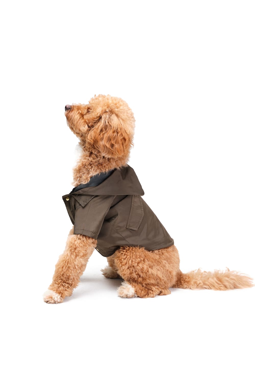 Siena Couture-Fonte Branda Green | Yağmurluk-Köpek-1-fleurdirect.live