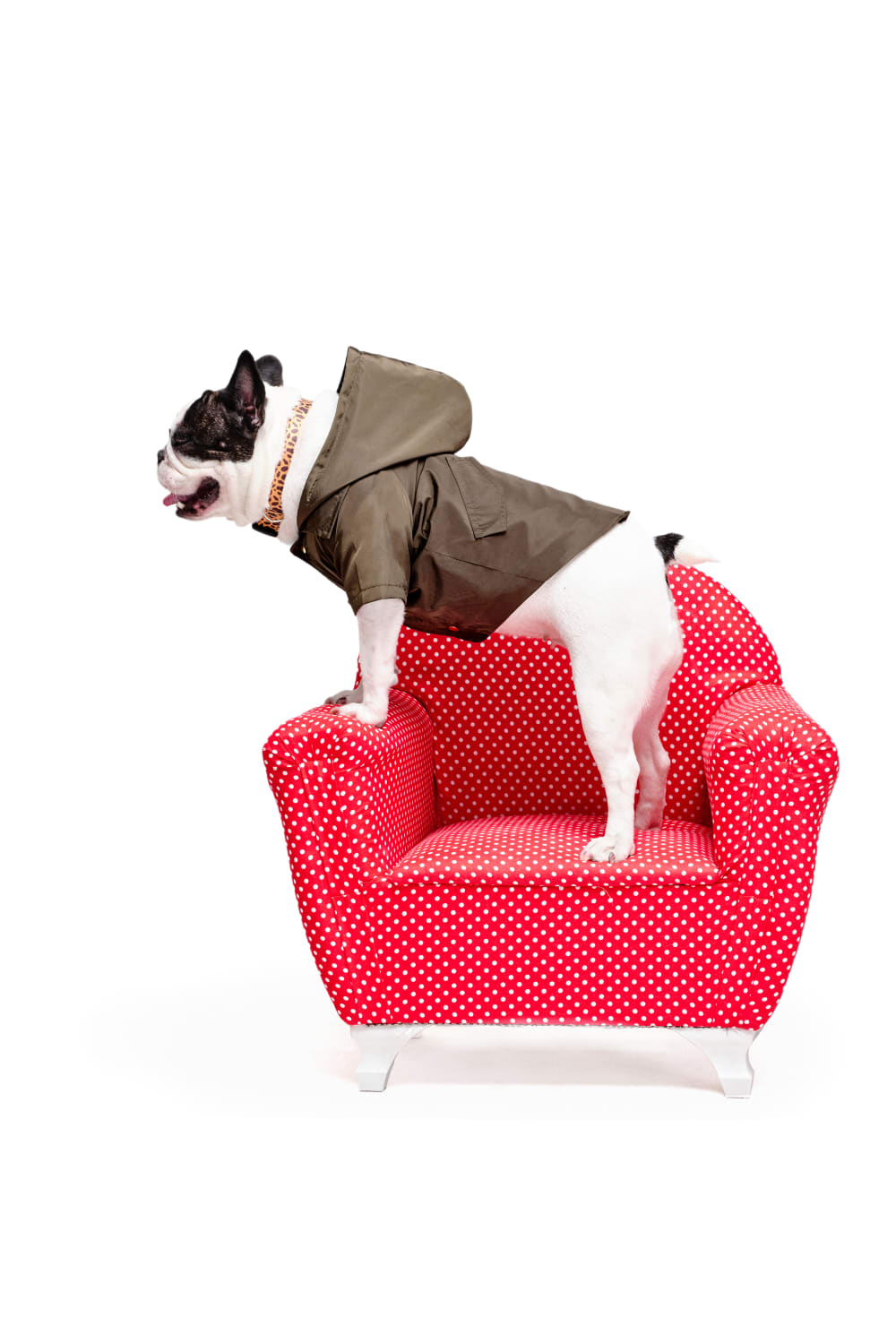 Siena Couture-Fonte Branda Green | Yağmurluk-Köpek-3-fleurdirect.live