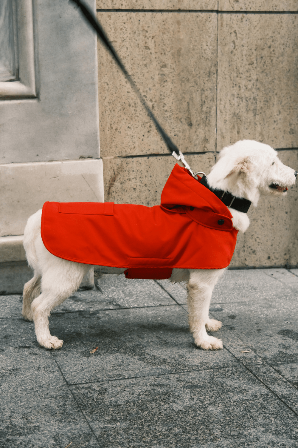 St. Pia-Pluvio Köpek Yağmurluğu-Köpek-4-fleurdirect.live