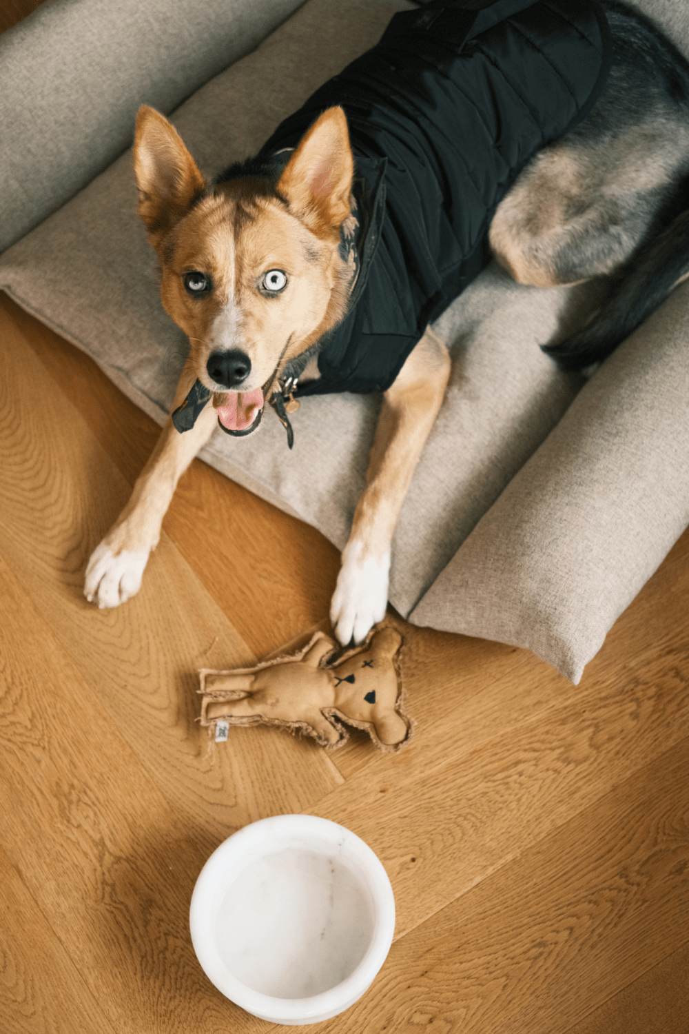 St. Pia-Robear El Yapımı Kedi + Köpek Oyuncağı-Toffee-Köpek-4-fleurdirect.live