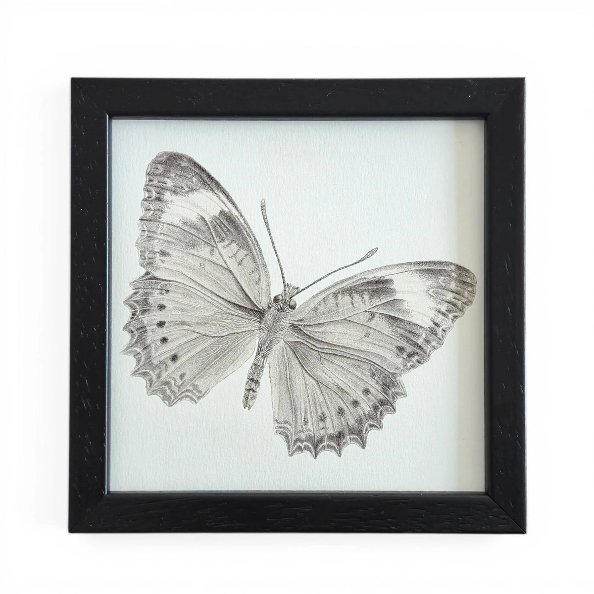Kelebek Karakalem Fine Art Baskı