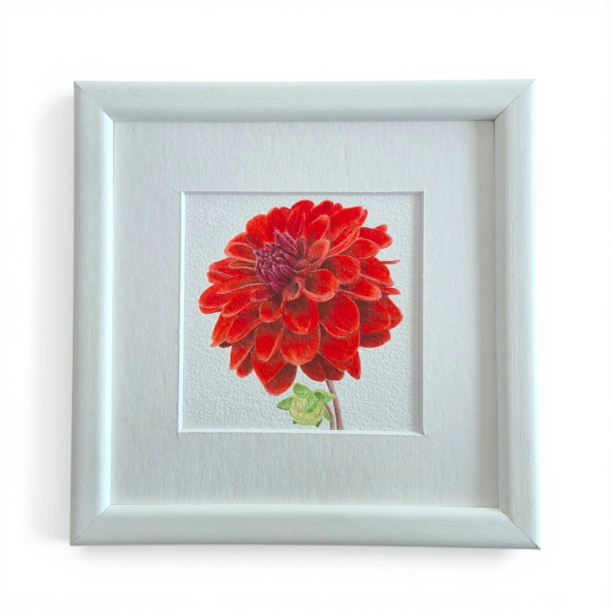 Yıldız Çiçeği Suluboya Fine Art Baskı