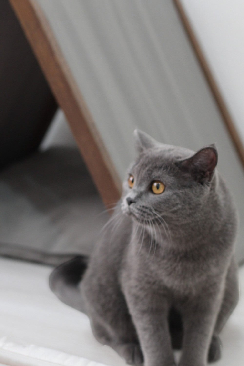 Vune Concept-Ketu Kedi Evi - Gri-Kedi-8-fleurdirect.live