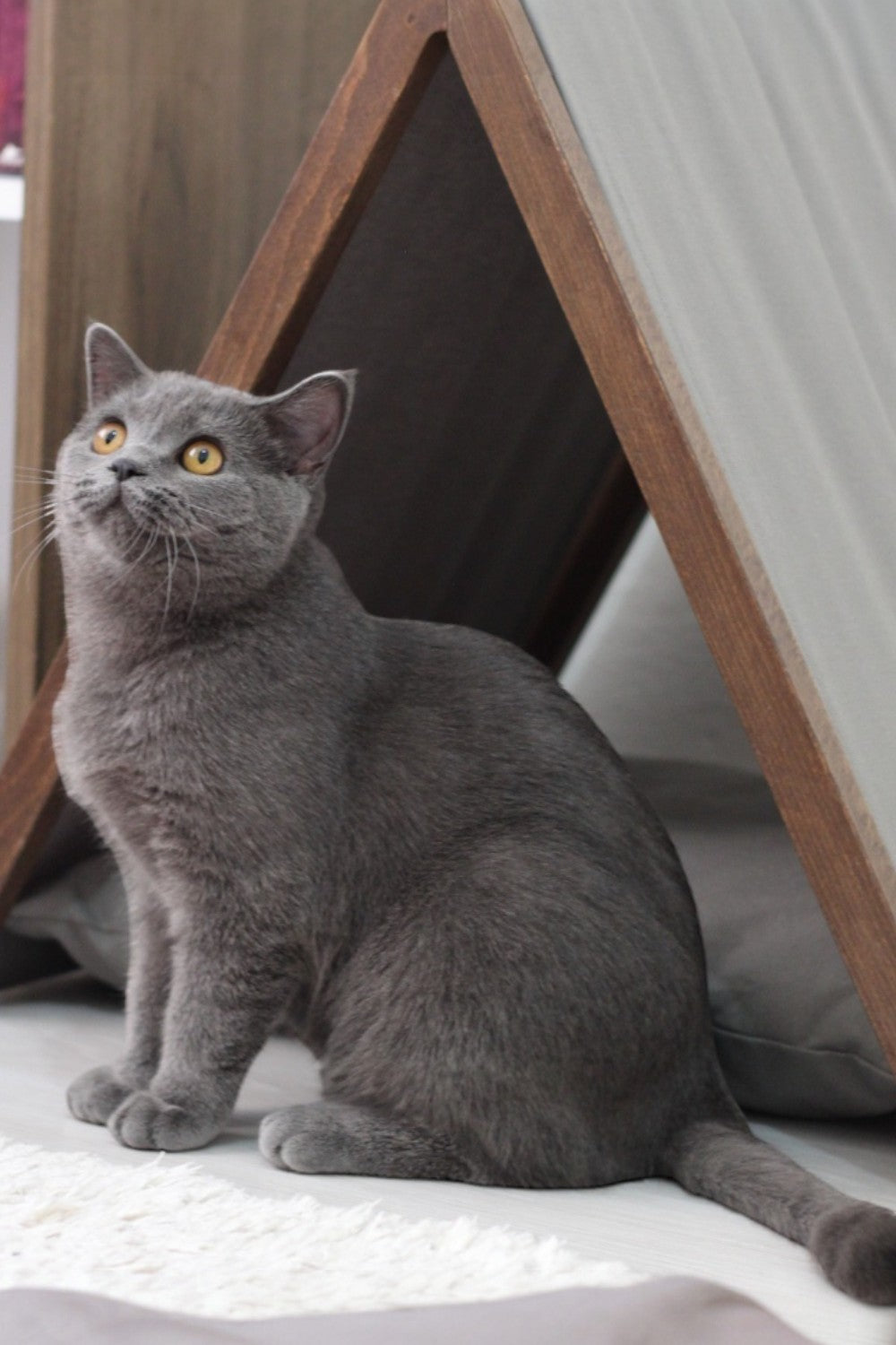 Vune Concept-Ketu Kedi Evi - Gri-Kedi-9-fleurdirect.live