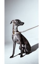 I Only Eat Cookies Pet Charm - Altın - 2