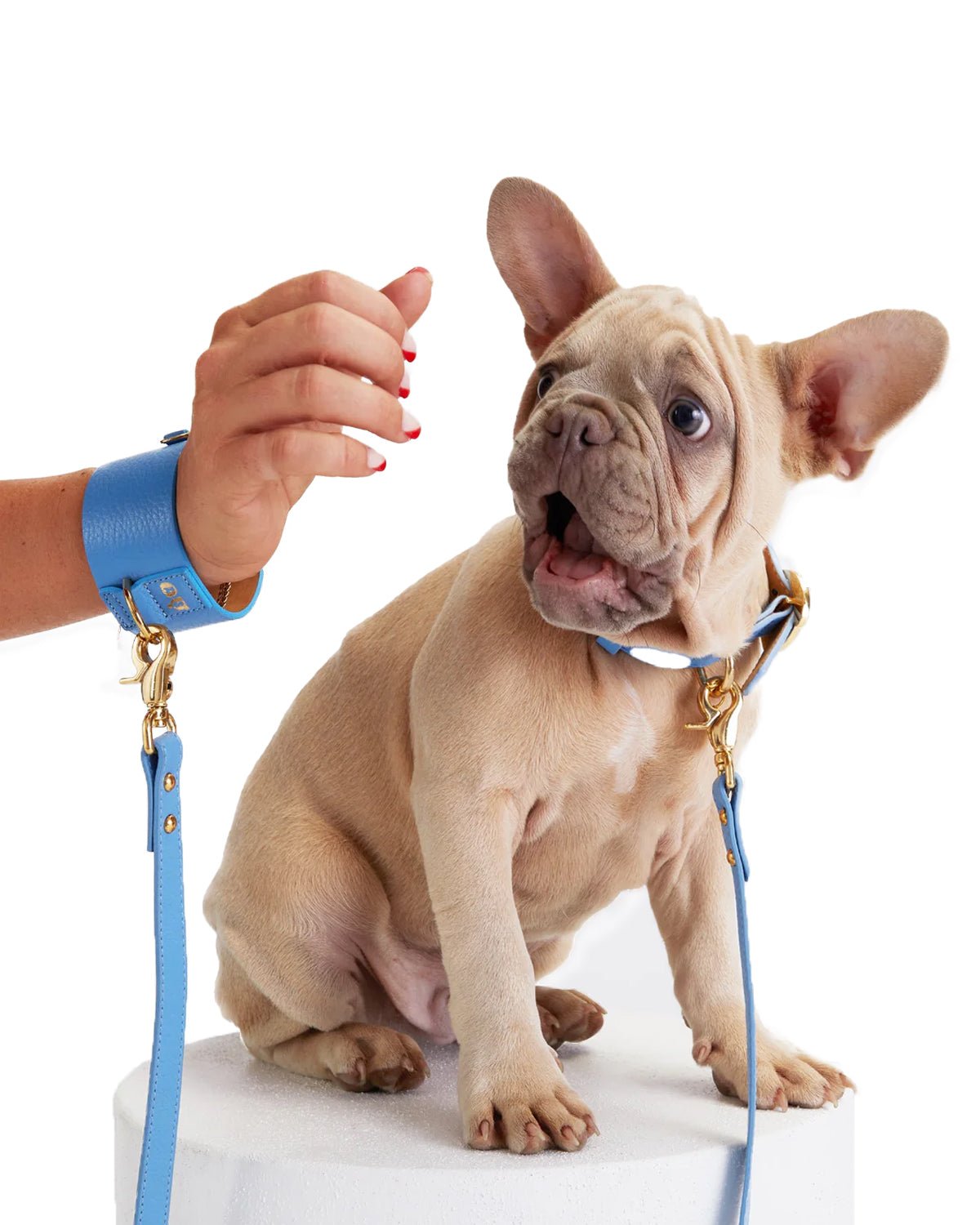 Tintin Dog Bracelet With Leash