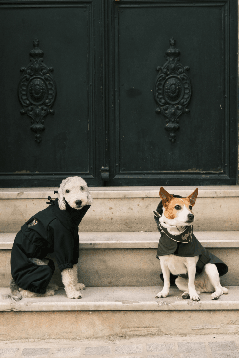 St. Pia-Astro Köpek Tulum Mont - Siyah-Köpek-5-fleurdirect.live