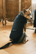 St. Pia-Hive Köpek Montu-Köpek-2-fleurdirect.live