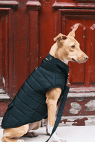 St. Pia-Hive Köpek Montu-Köpek-4-fleurdirect.live