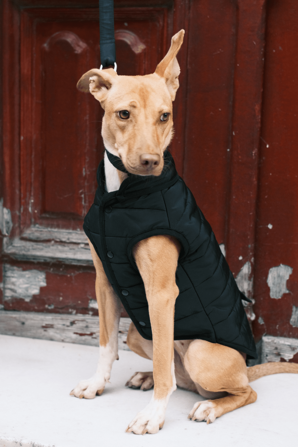 St. Pia-Hive Köpek Montu-Köpek-5-fleurdirect.live