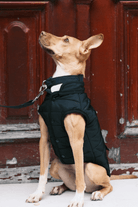 St. Pia-Hive Köpek Montu-Köpek-6-fleurdirect.live
